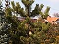 Pinus nigra Jeddeloh IMG_4520 Sosna czarna